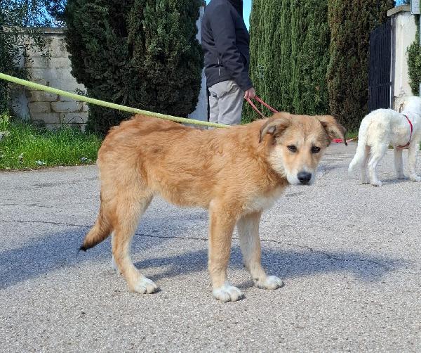 Magma cucciola timida in adozione Foto 4